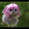 bellas_hamster